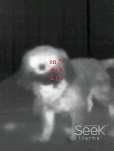 Seek reveal spotting animals