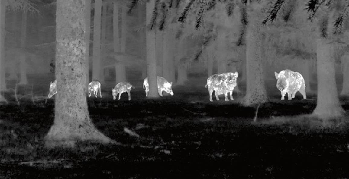 thermal imaging