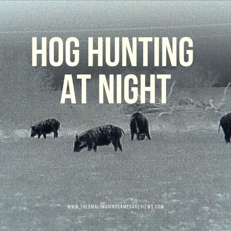 hog hunting at night