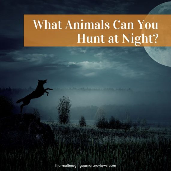 What Animals Can You Hunt at Night? Full List for 2020